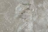 Fossil Bird Tracks - Green River Formation, Utah #106126-3